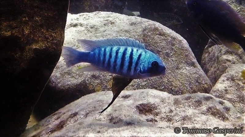 Maylandia zebra 'Machili Island'